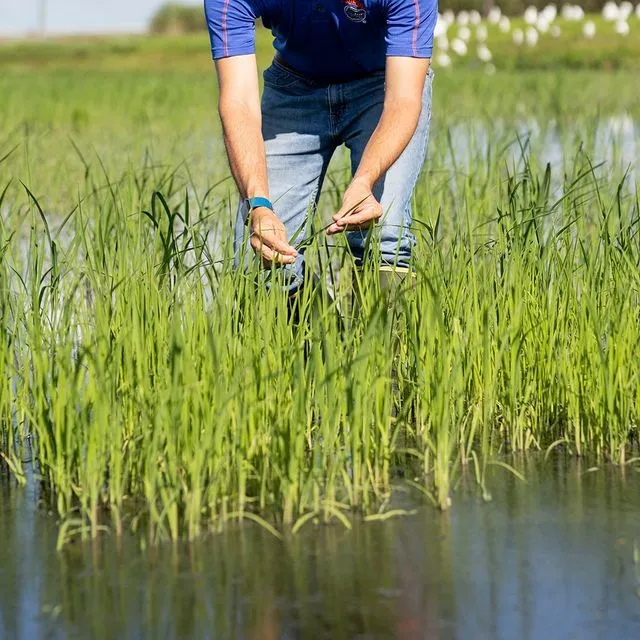 thumbnail for publication: Trends in Florida Rice Production and Varieties